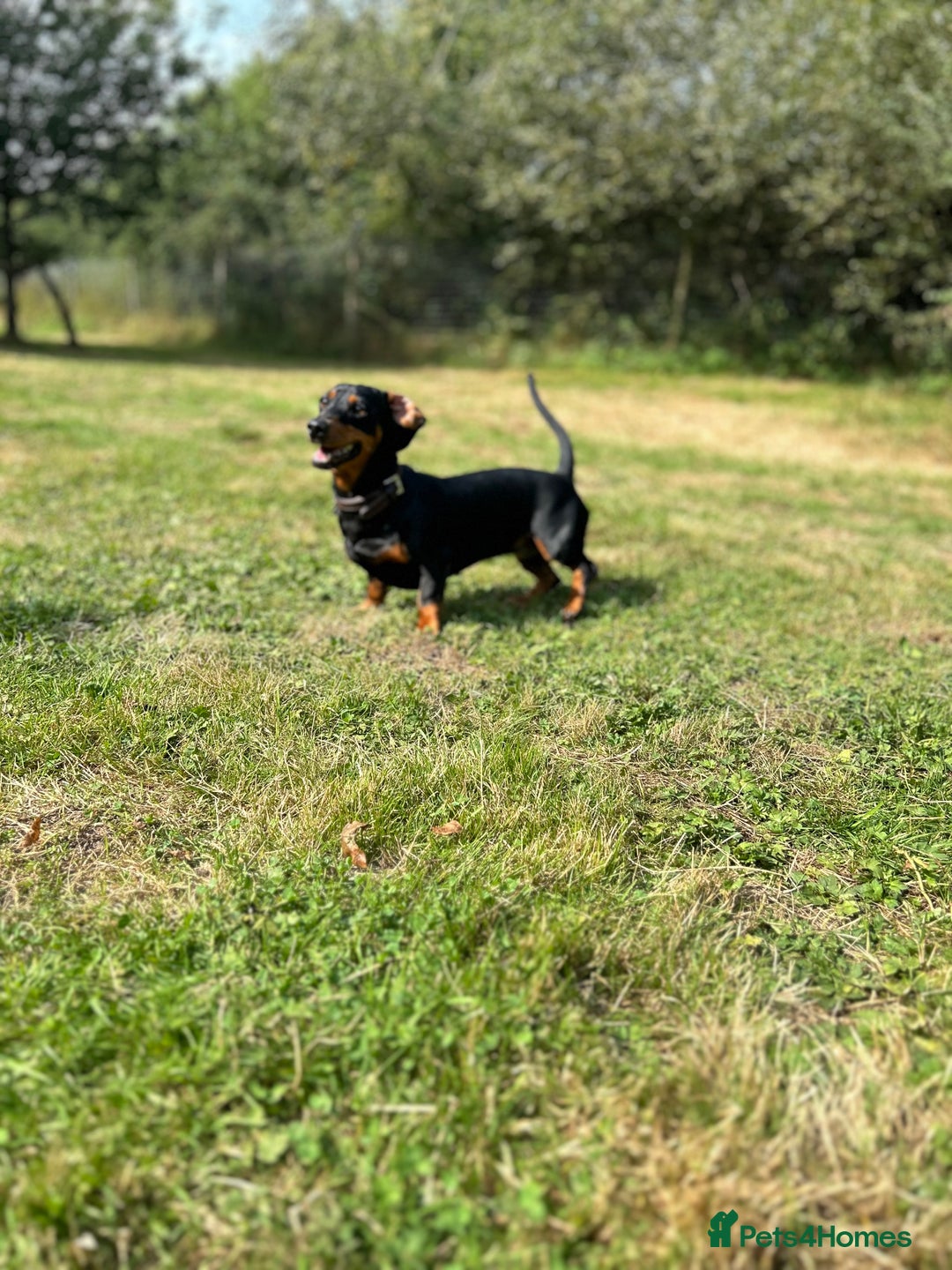 Miniature Dachshund dogs for sale: Miniature Dachshund Pups  in Banbury - Image 16