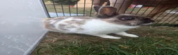 Netherland Dwarf rabbits for sale: 2 male netherland dwarfs - Advert 8