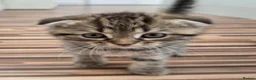 Scottish Fold cats for sale: Scottish Fold / Scottish Straight in Leicester - Advert 4