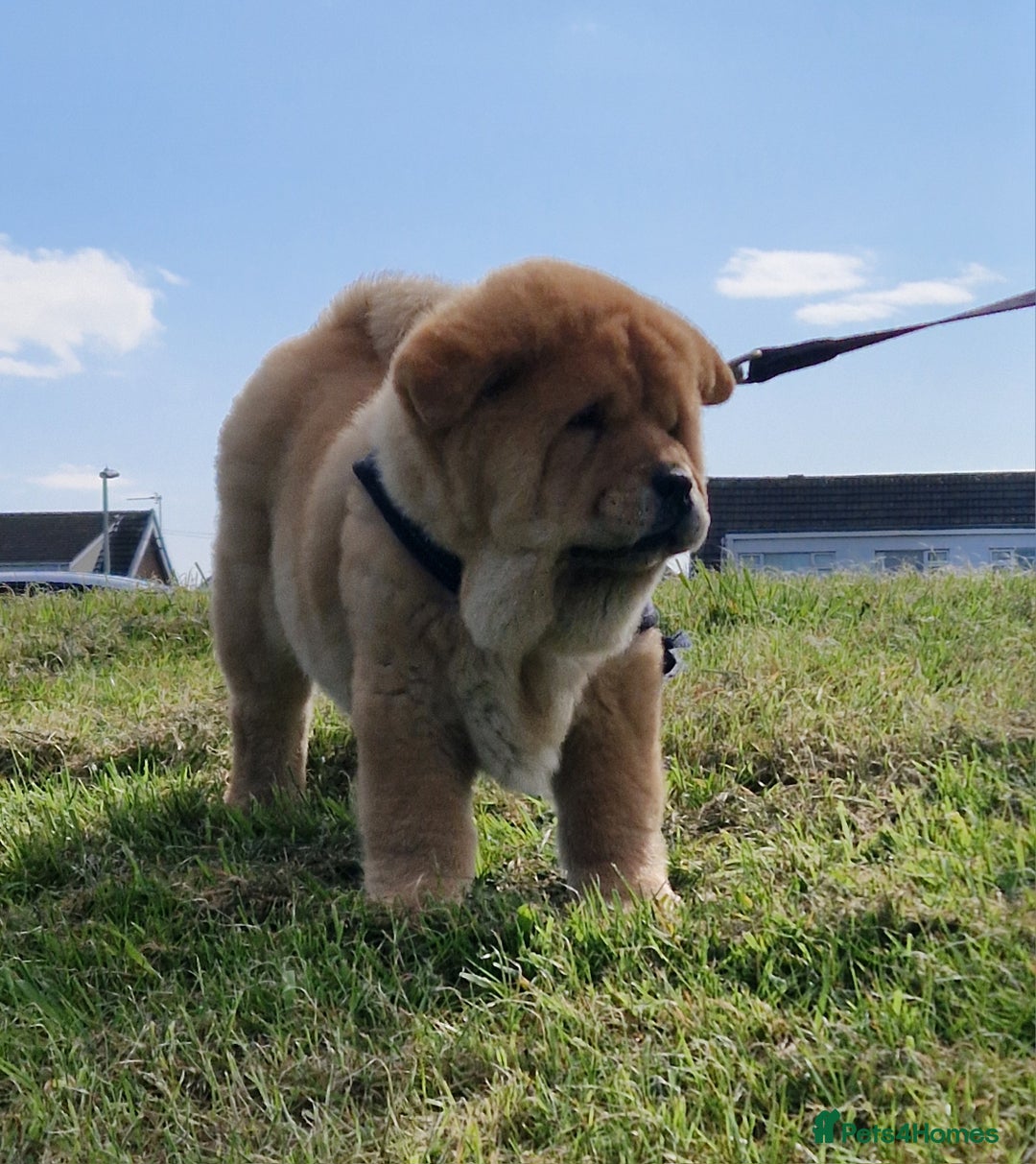 Chow Chow dogs for stud: Kc Red smooth coat for stud  - Image 3