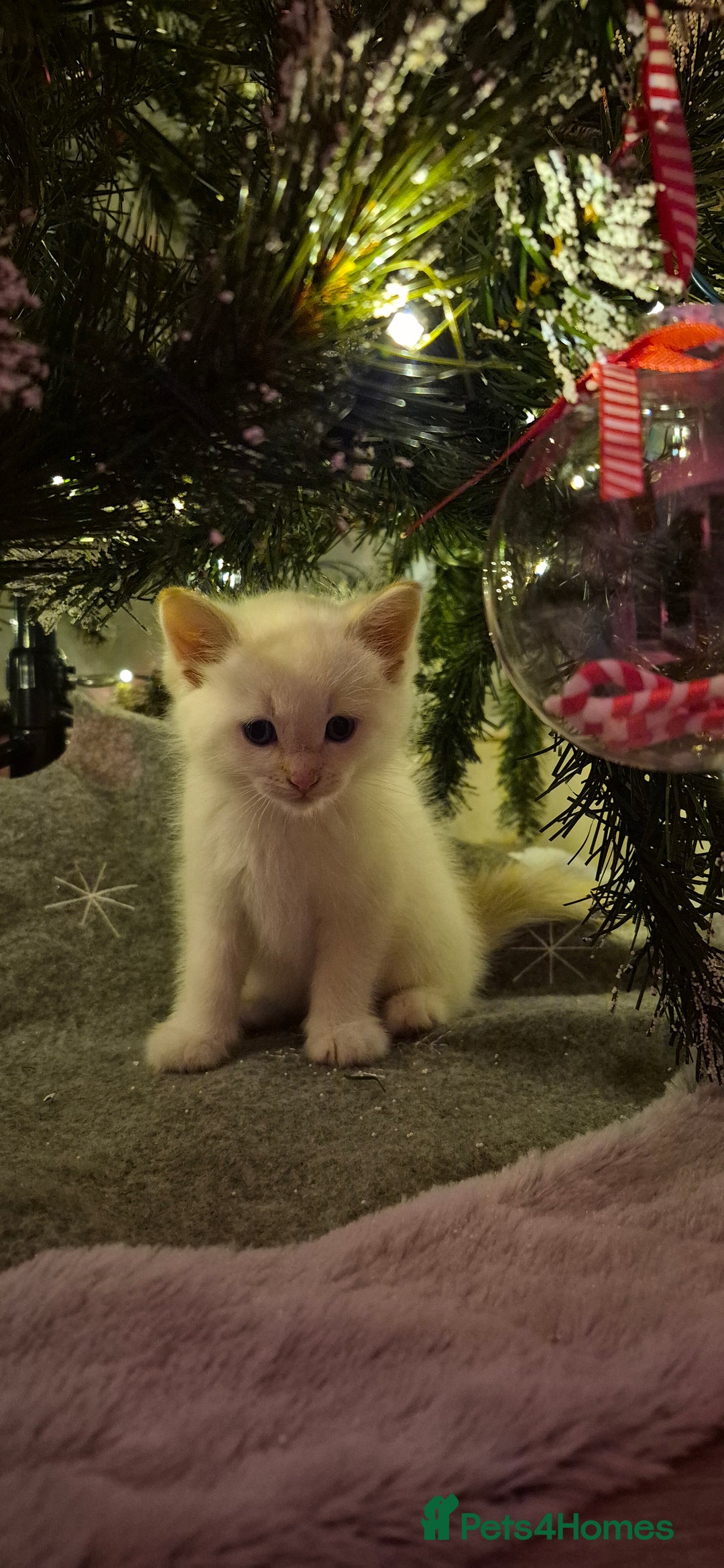 Mixed Breed cats for sale: Beautiful kittens 🐾 - Image 15