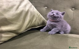British Shorthair cats for sale: Gorgeous British shorthair kitten - Image 15