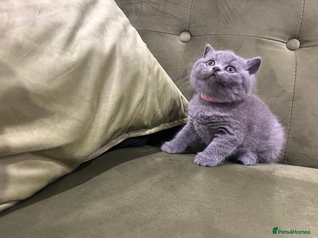 British Shorthair cats for sale: Gorgeous British shorthair kitten - Image 15
