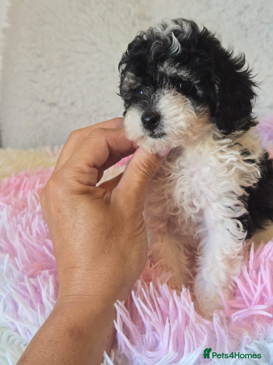 Toy Poodle dogs for stud: TINY KC PARTI TOY POODLE STUD HEALTH TESTED - Advert 5