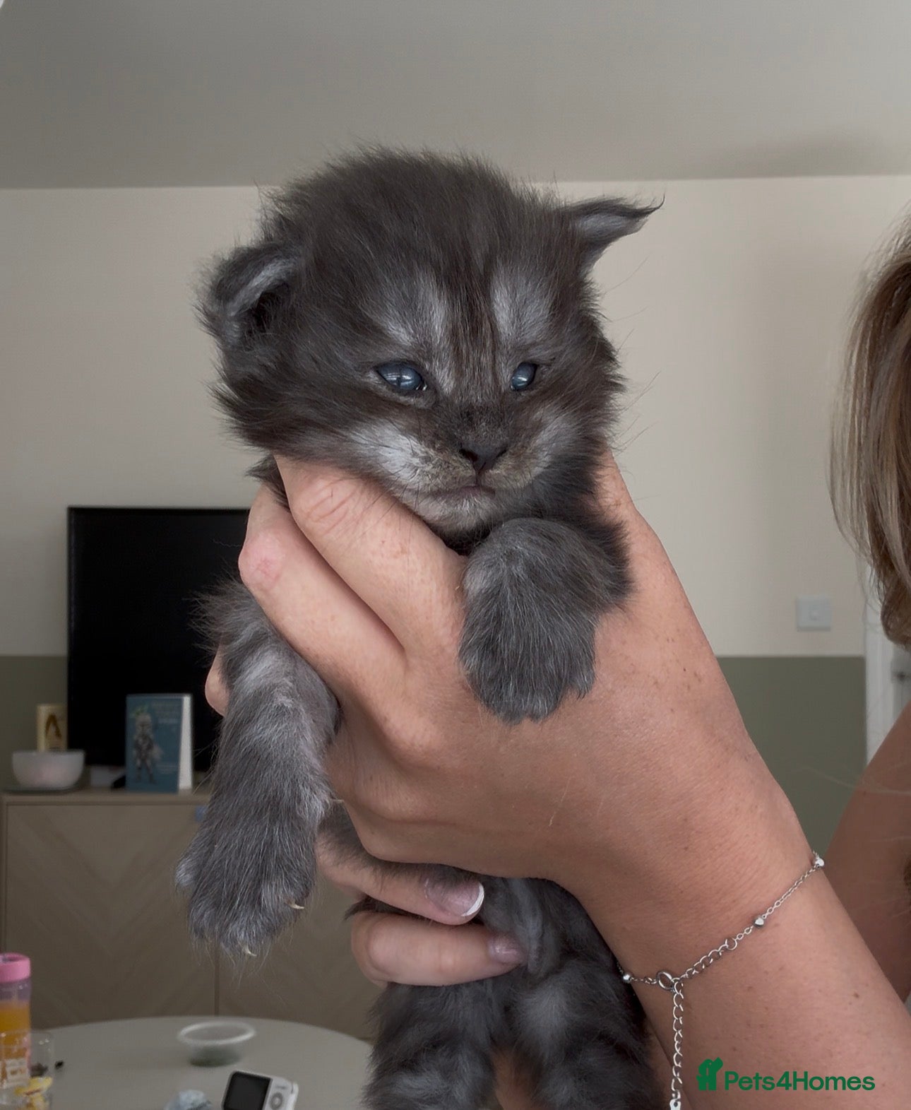 Maine Coon cats GCCF registered maincoon kittens - Advert 1