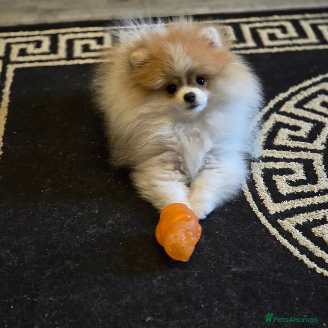 Pomeranian dogs for sale: Pomeranian Female 18months old - Advert 1
