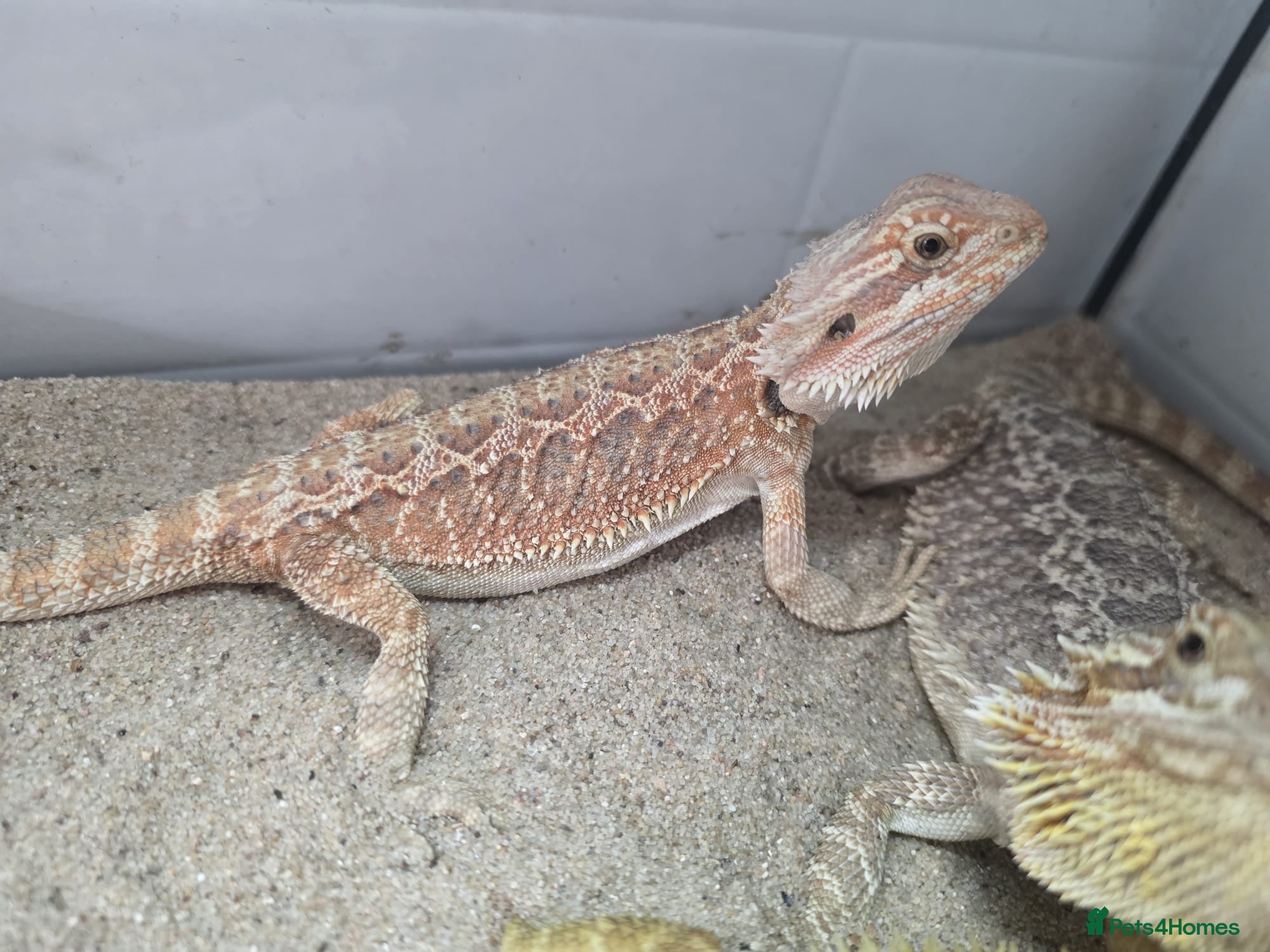 Bearded Dragon reptiles 3 bearded dragons  - Advert 19