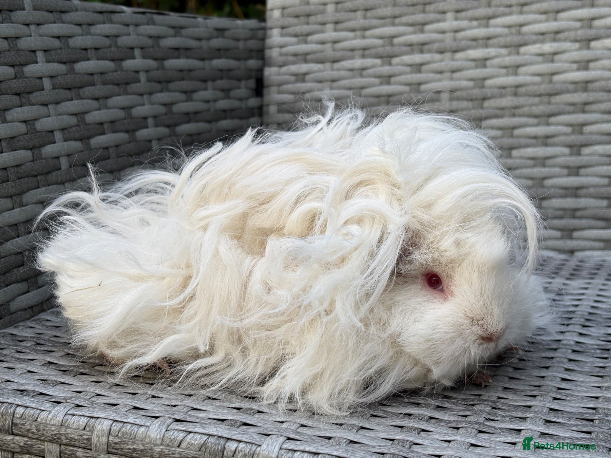 Guinea Pig rodents for sale: Purebred Lunkarya - Advert 10