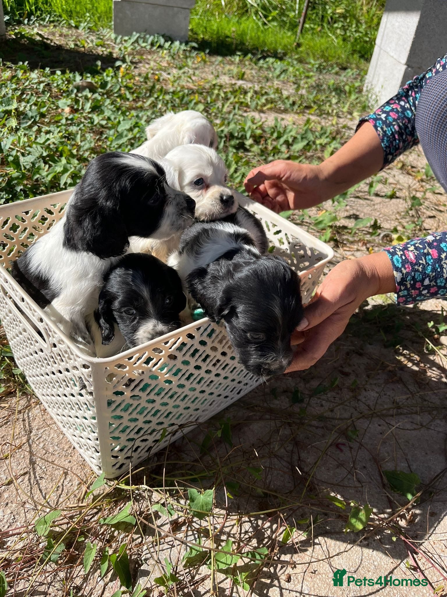 English Setter dogs Setter x pups  - Advert 6