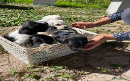 English Setter dogs for adoption: Setter x pups  - Image 1