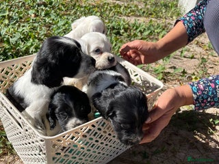 English Setter dogs Setter x pups - Advert 1