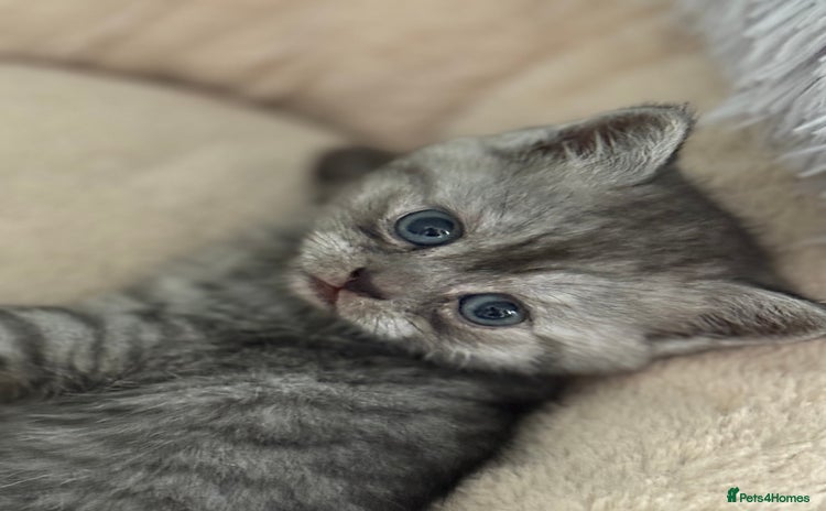 British Shorthair cats - Advert 1