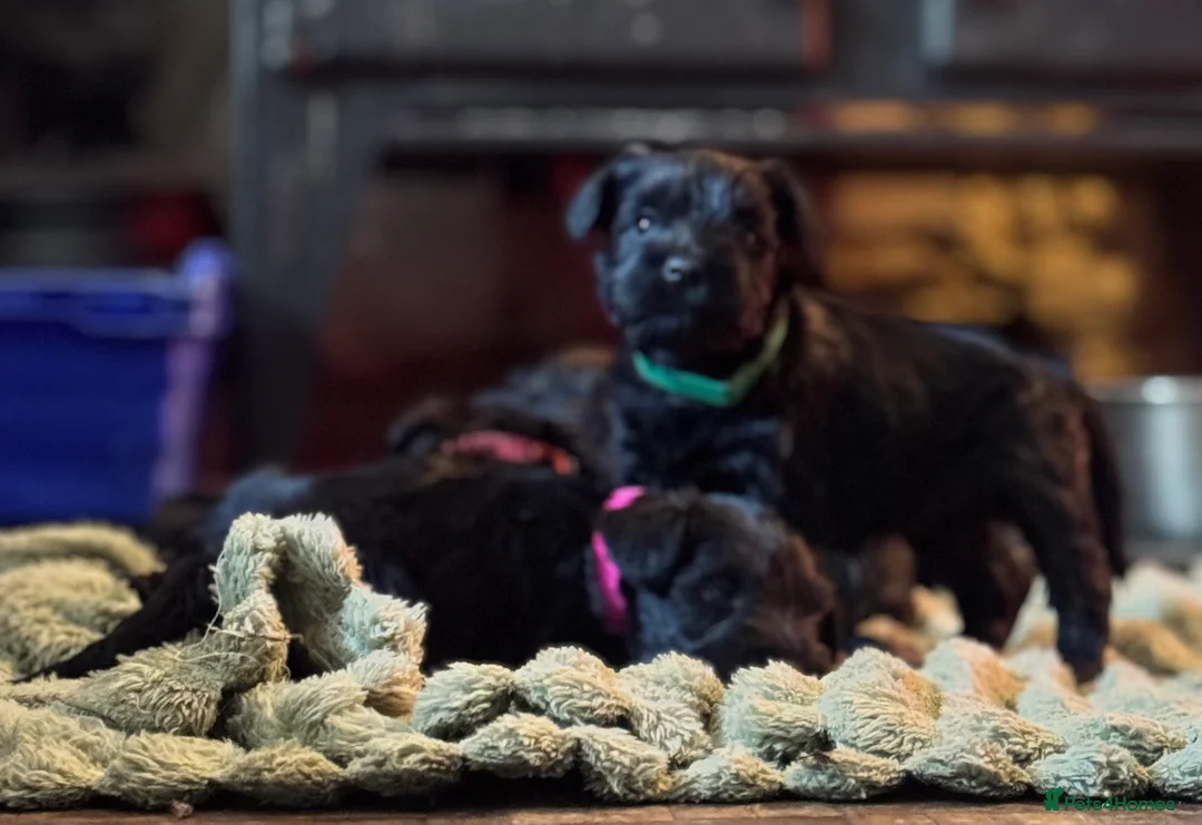 Miniature Schnauzer dogs for sale: Black miniature schnauzers  - Advert 7