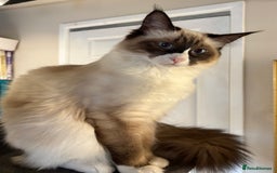 Ragcoon cats for sale: Stunning Maine Coon x Ragdoll kittens - Image 14