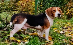 Beagle dogs for adoption: Mona - female Beagle - Image 4