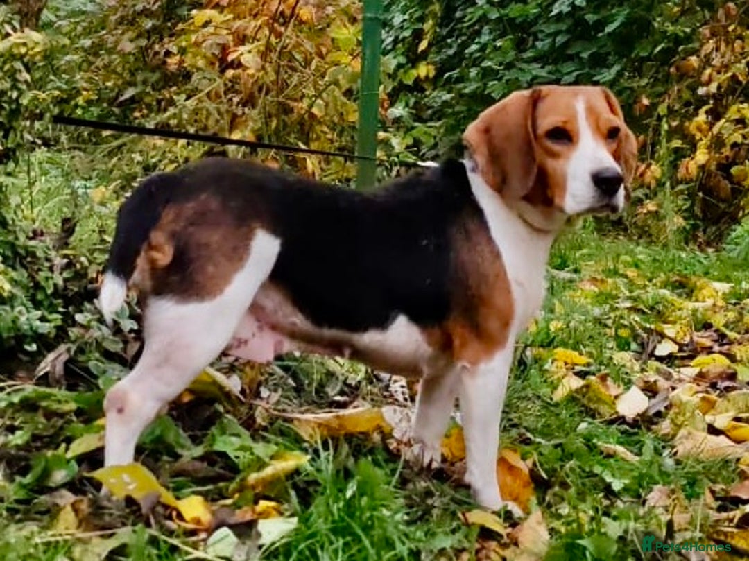Beagle dogs for adoption: Mona - female Beagle - Image 4