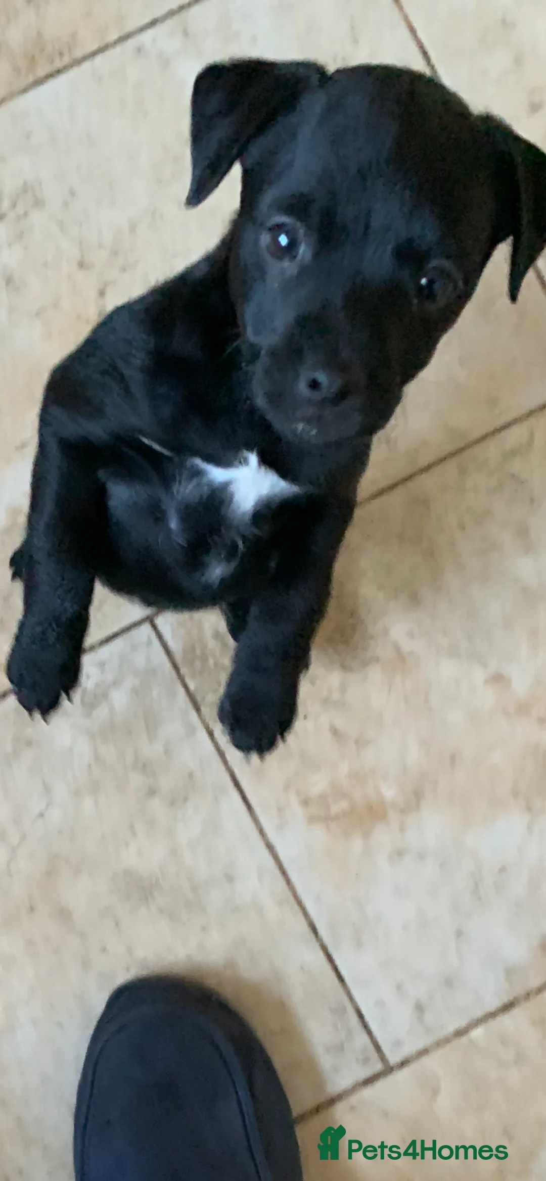 Patterdale Terrier dogs for sale: Female Patterdale puppy for sale last one  - Advert 1