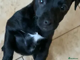 Patterdale Terrier dogs Female Patterdale puppy for sale last one - Advert 1