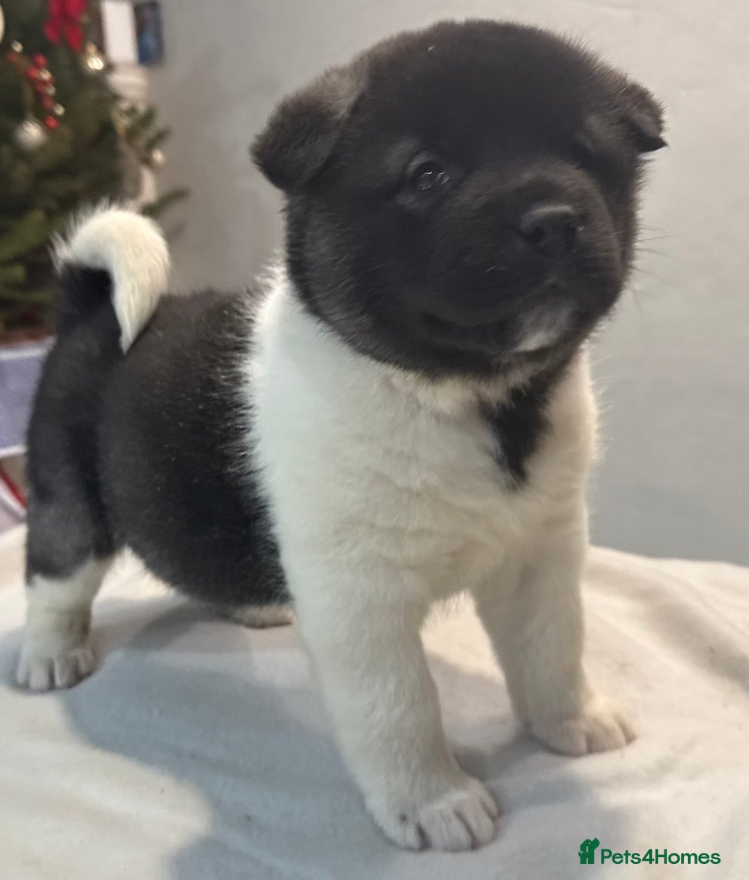 Akita dogs for sale: AMERICAN AKITA LOOKING FOR HOME - Advert 23