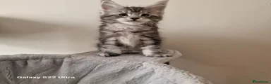 Maine Coon Kitten 1