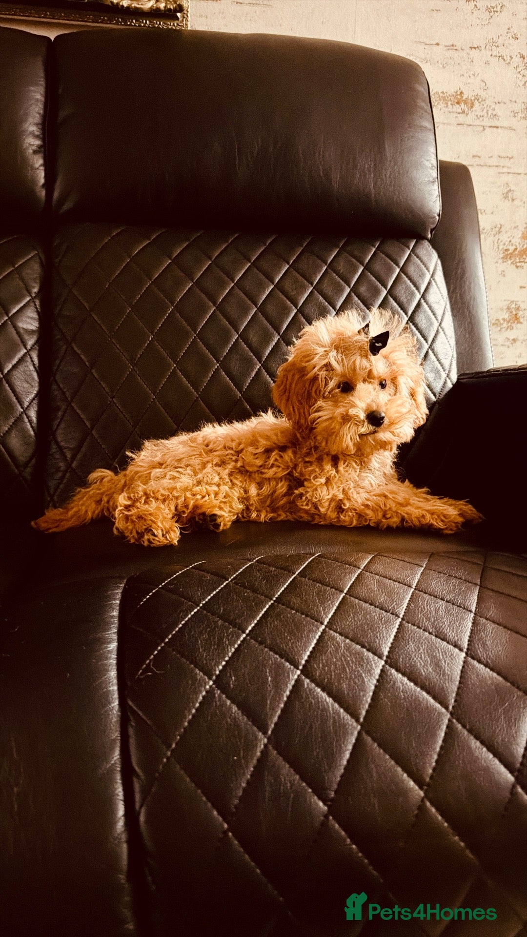 Maltipoo dogs for sale: Exquisite f1 toy Maltipoo teddy bears  - Advert 1