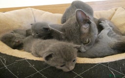 Russian Blue cats for sale: Pure Russian Blue kittens 2 boys one girl - Image 5