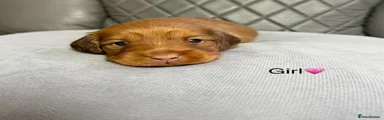 Dachshund Puppy 4