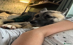 Huskita dogs for sale: Male Huskita almost 2  - Image 5