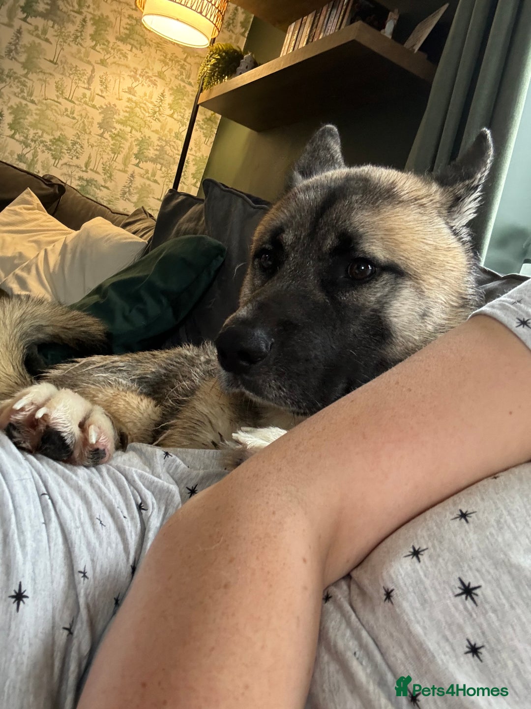 Huskita dogs for sale: Male Huskita almost 2  - Image 5