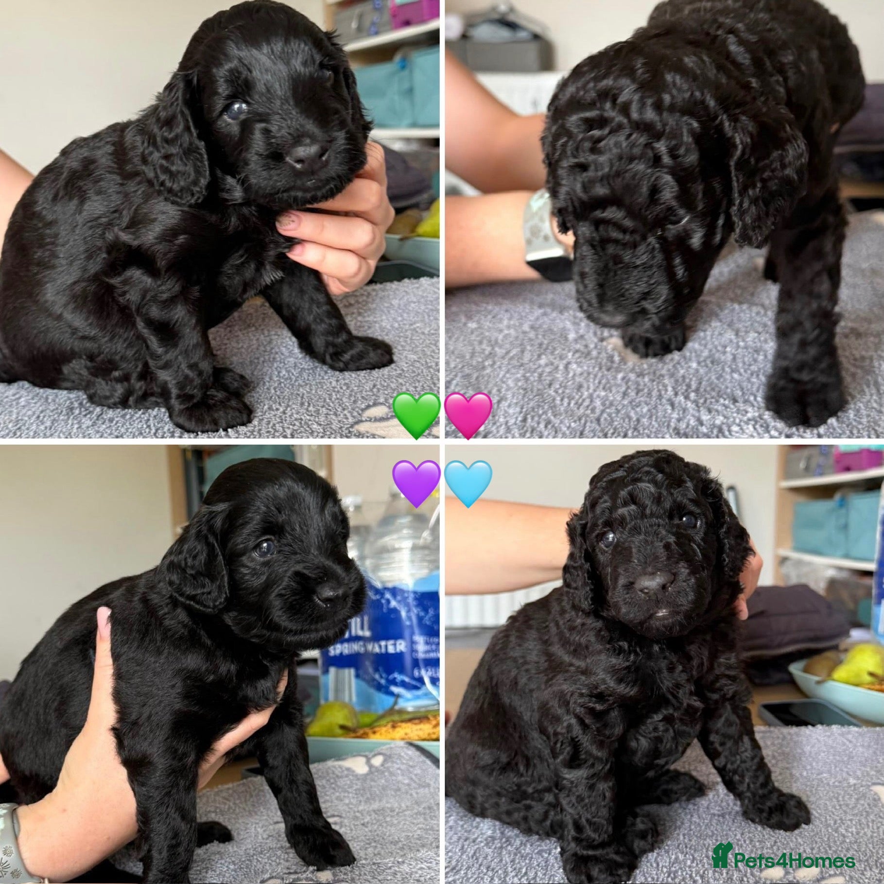 Labradoodle dogs Beautiful black F2 Labradoodles in Crewe - Advert 4