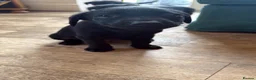 Labrador Retriever dogs for sale: Two left. Beautiful Black Labrador pups.  - Advert 17