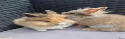Lionhead rabbits for sale: Lion head babies.  - Advert 8