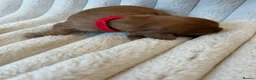 Cavalier King Charles Spaniel dogs for sale: Cavalier King Charles  - Advert 8