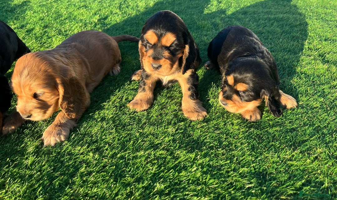 Cocker Spaniel dogs for sale: KC Registered Show Type Cocker Spaniels - Advert 13