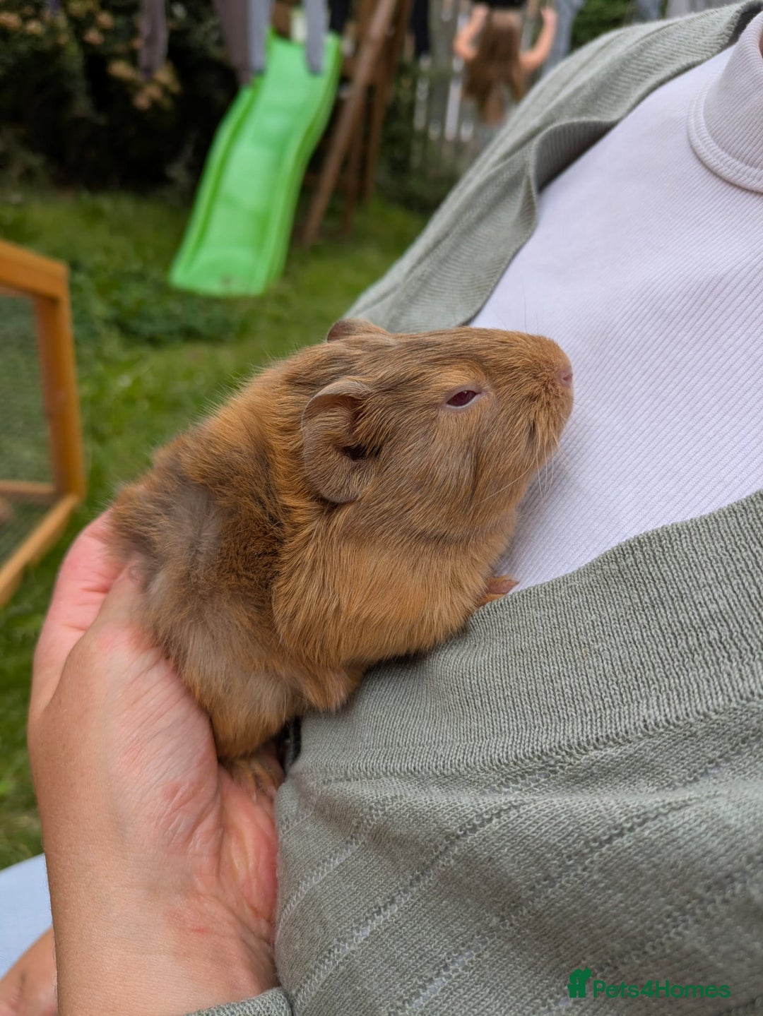Guinea Pig rodents for sale: 4 Baby Boy Guinea Pigs  - Image 4