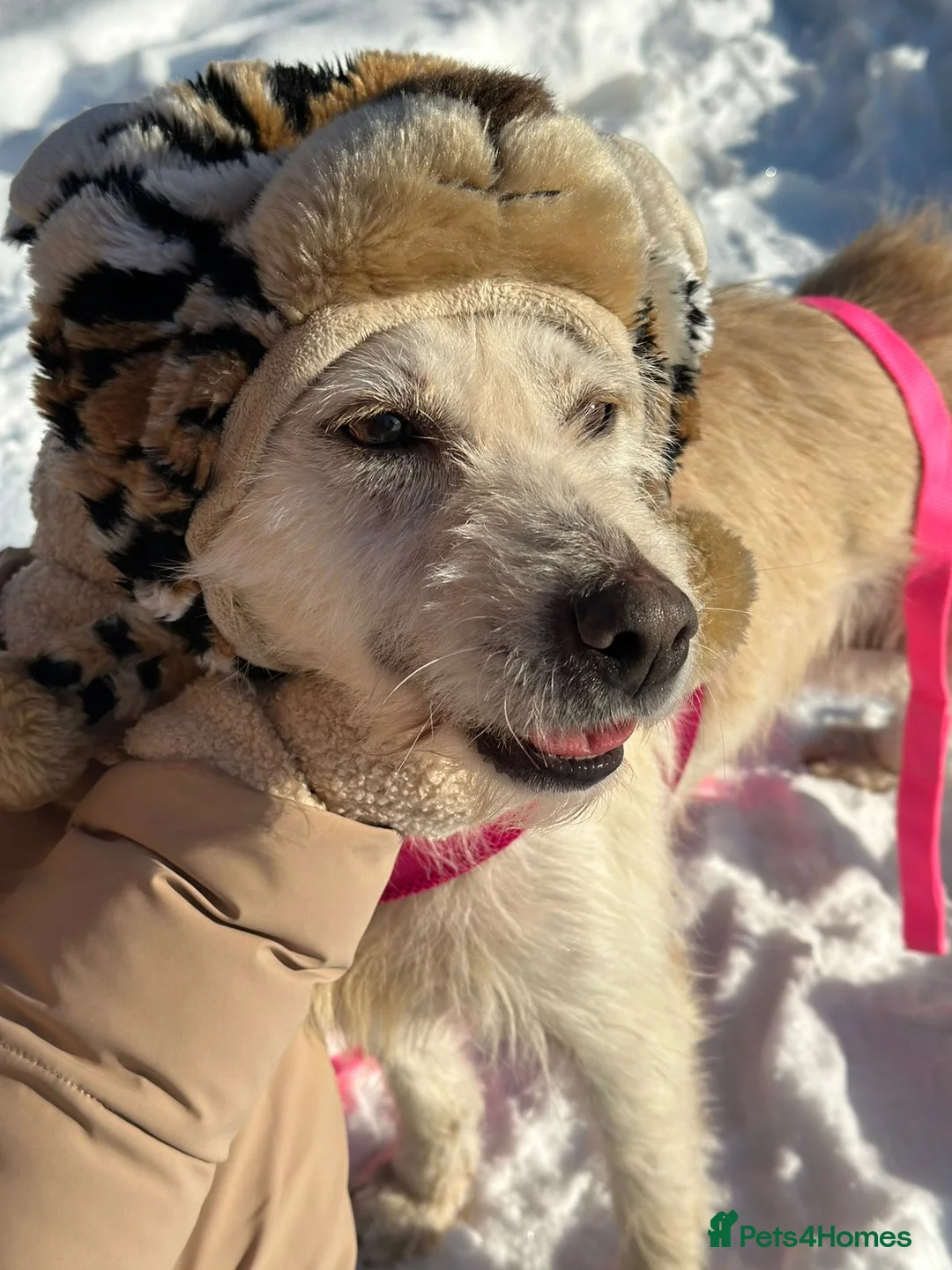 Mixed Breed dogs for adoption: 💖🐶 CLEOPATRA 🐶💖 - Advert 7