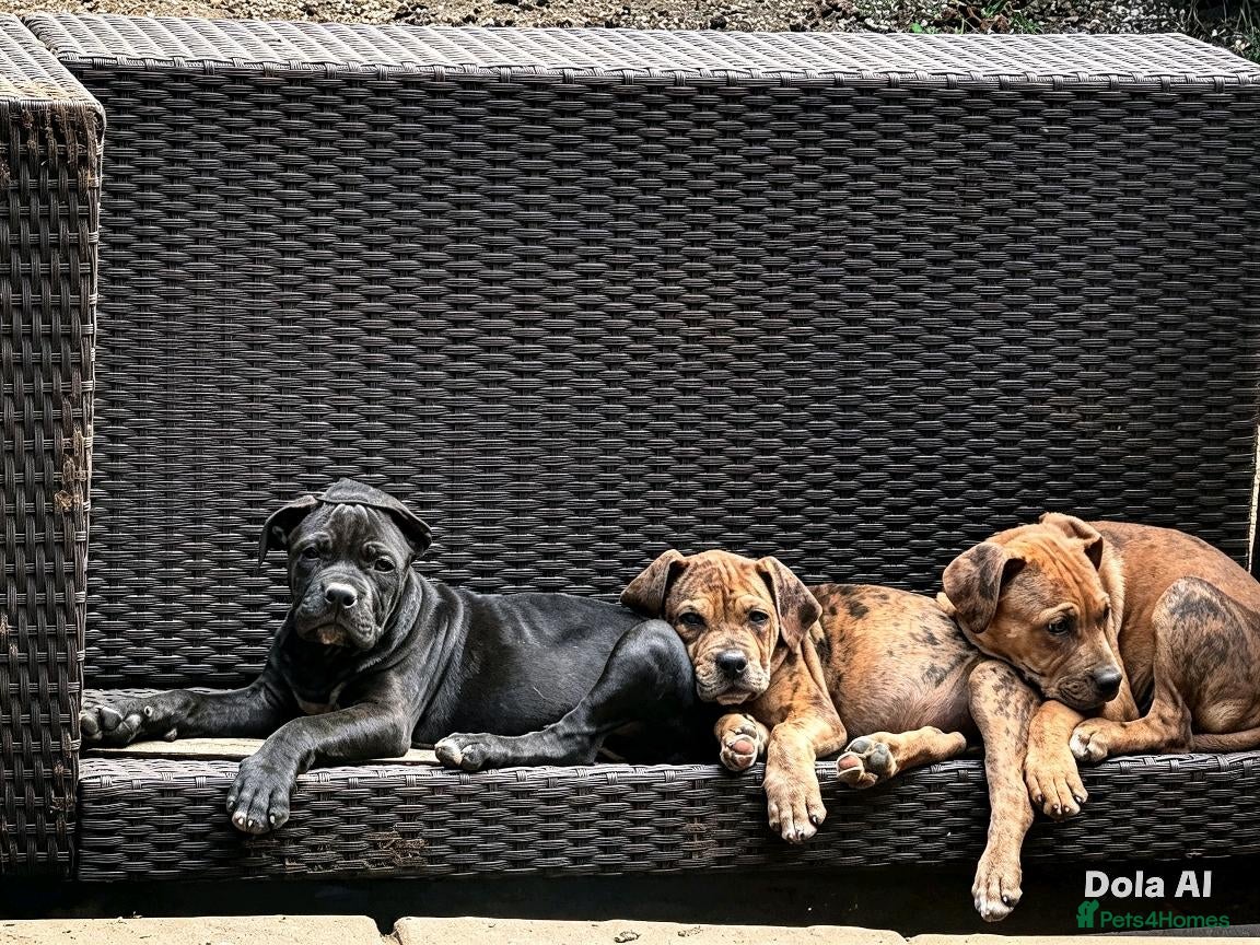Mixed Breed dogs Alapaha blue blood bulldog cross staffy puppies  - Advert 14