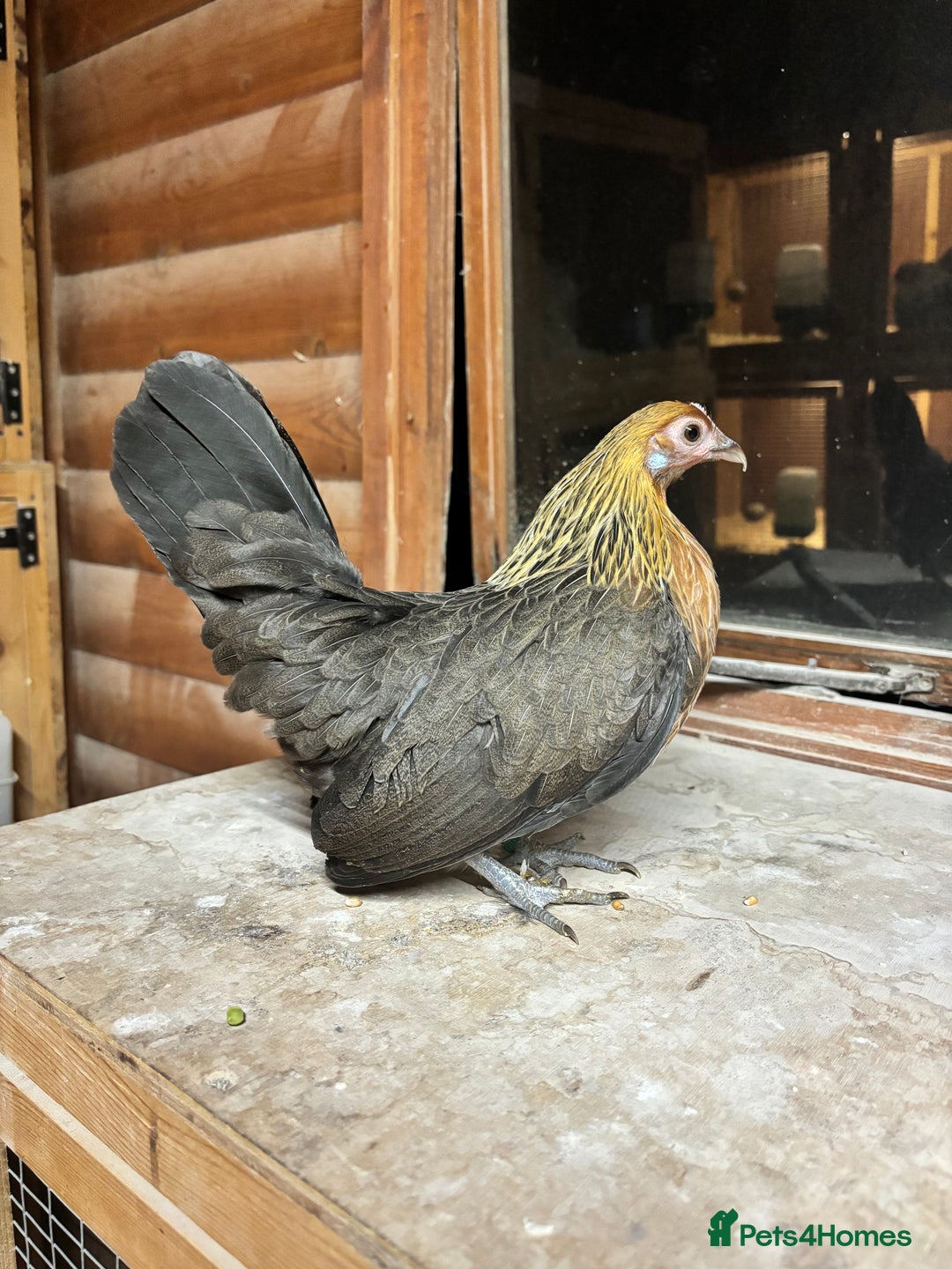 Chickens poultry for sale: Gold Partridge Dutch bantams - Advert 1