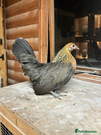 Chickens poultry - Advert 1