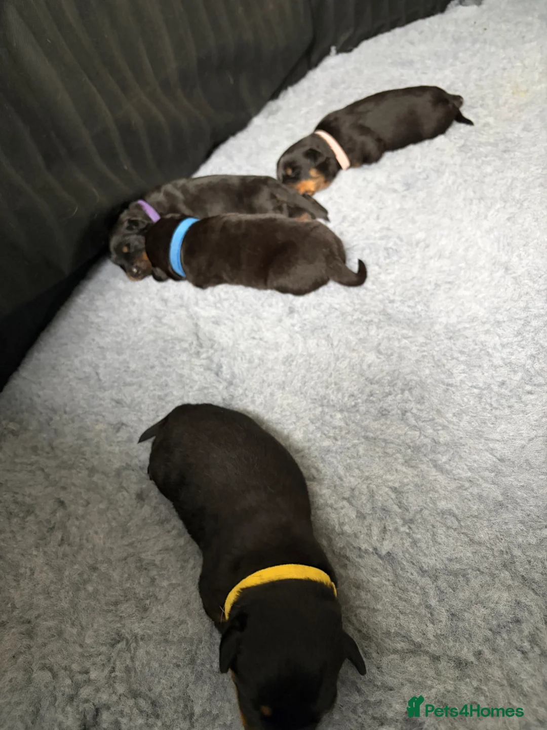 Rottweiler dogs for sale: Rottweiler puppies - Advert 2
