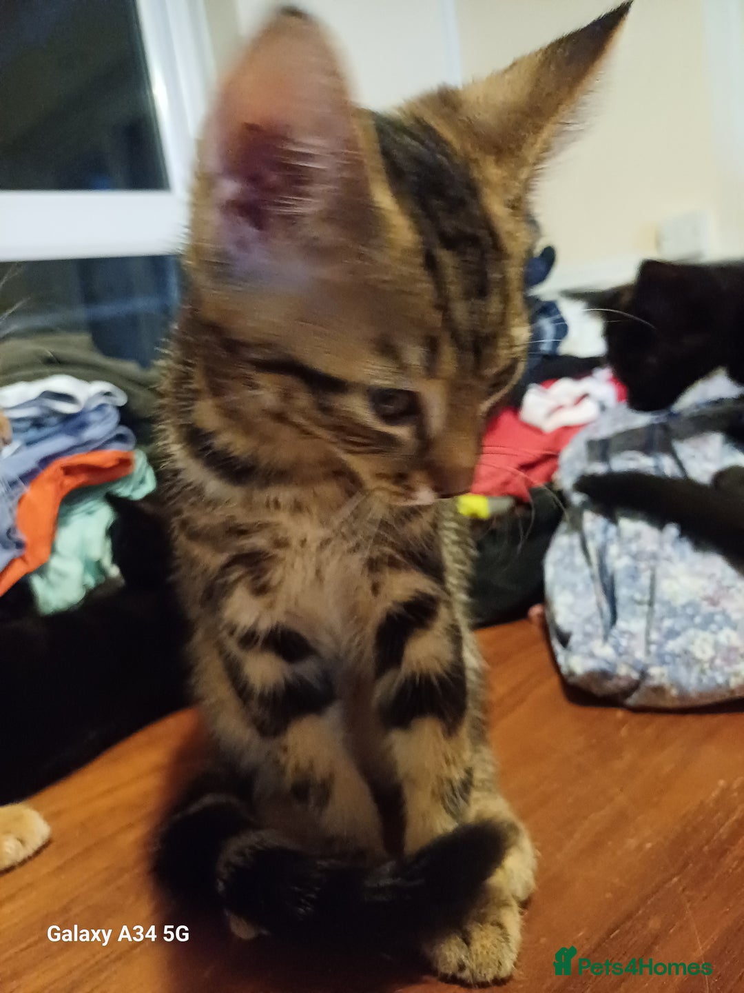 Mixed Breed cats for sale: 4 stunning kittens looking for their forever home. - Image 8