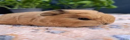 Guinea Pig rodents for sale: Swiss, Cali, Self Black & Smooth Baby Guinea Pigs - Advert 14