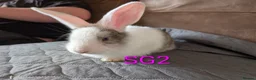 Continental Giant rabbits for sale: Beautiful Conti babies  - Advert 12