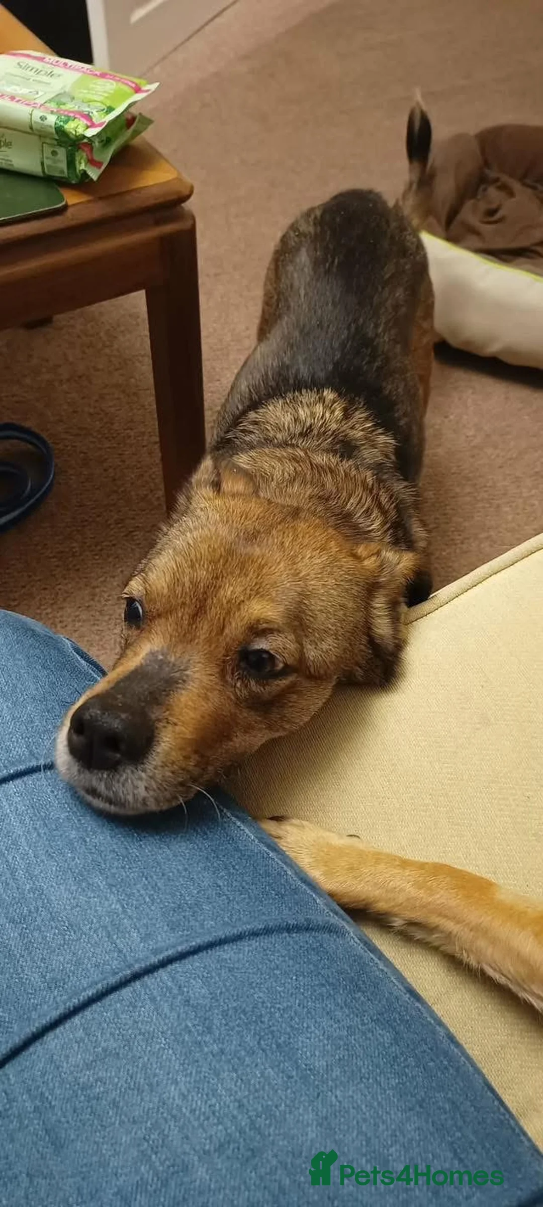 Mixed Breed dogs for adoption: Erica - Norwich Norfolk  in Norwich - Advert 2