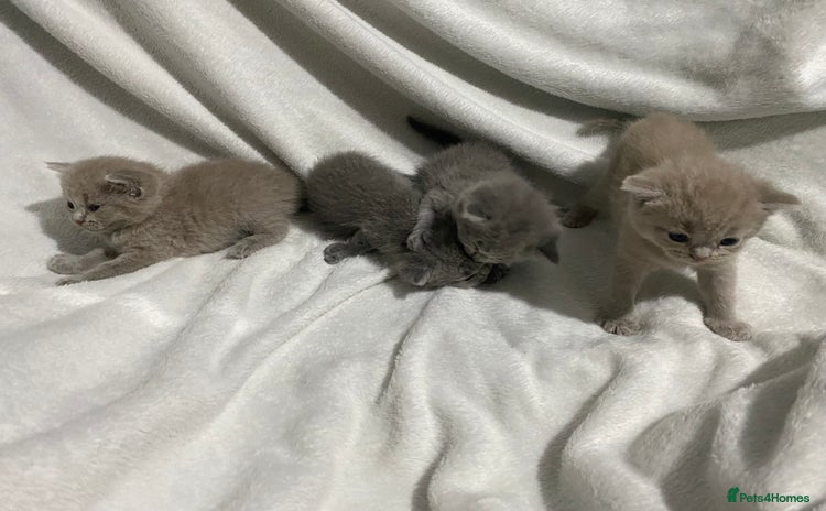 British Shorthair cats for sale - Advert 2