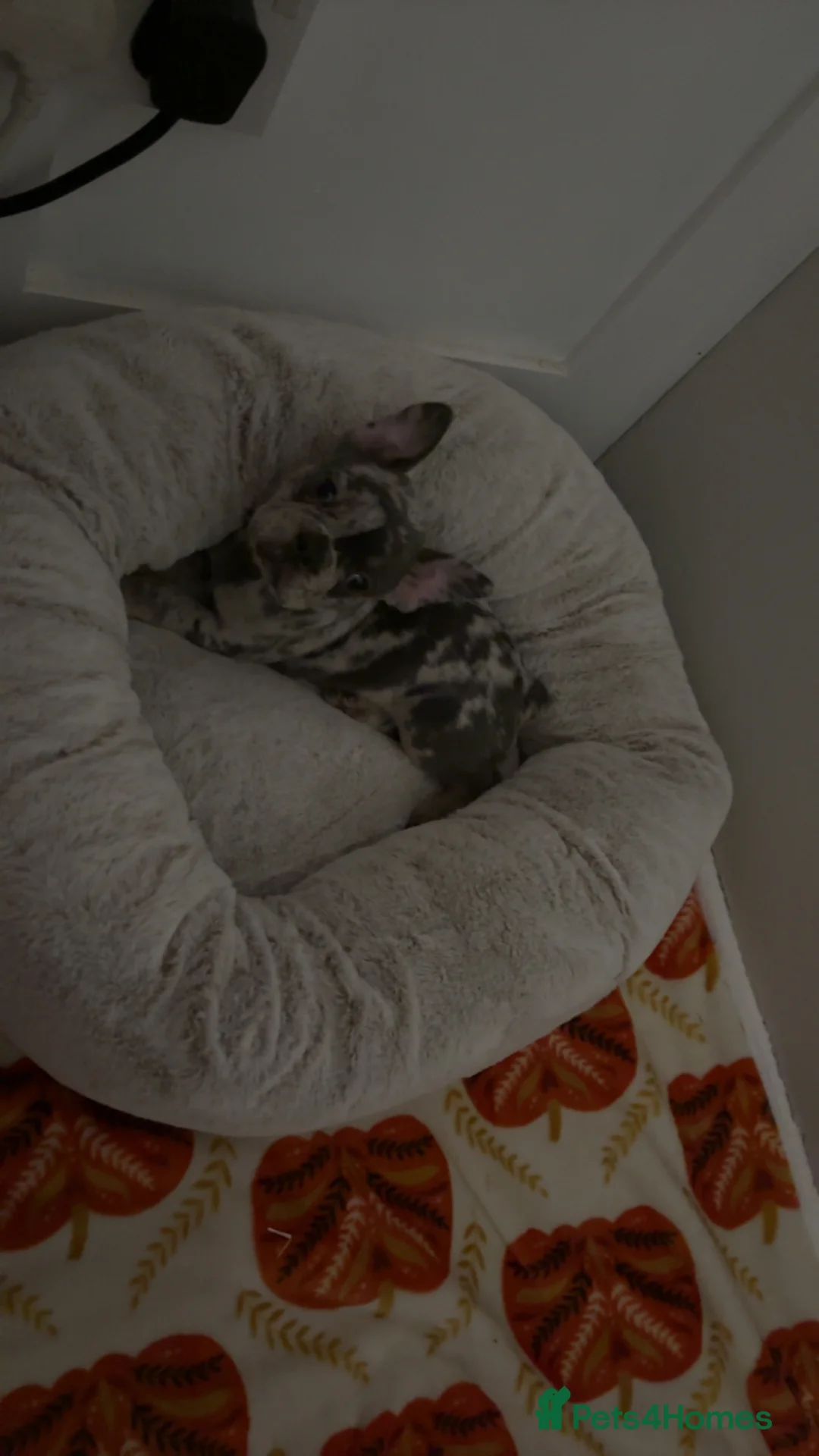 French Bulldog dogs for sale: Female merle french bulldog  - Advert 10