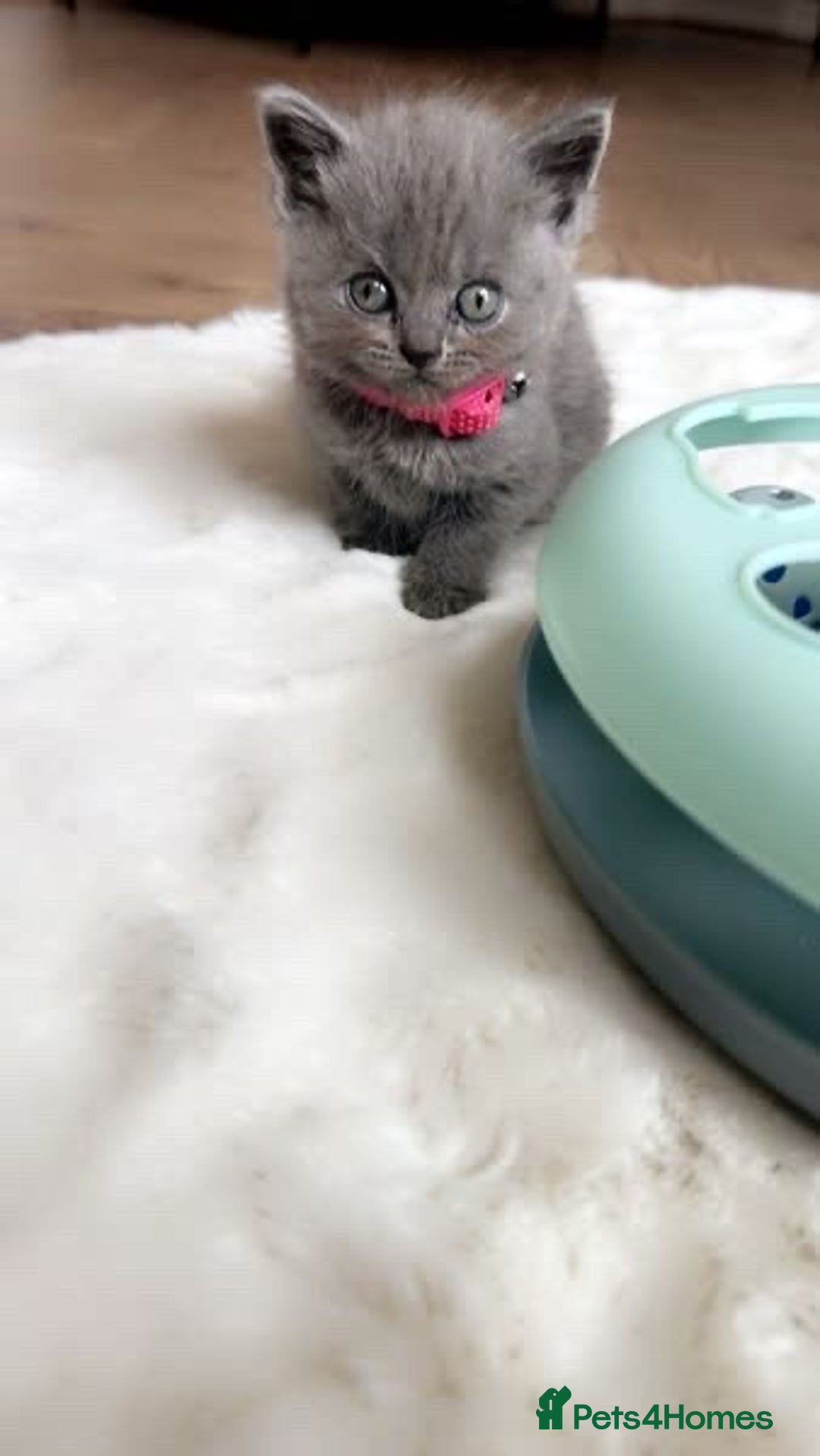 British Shorthair cats for sale: kitten  - Image 8