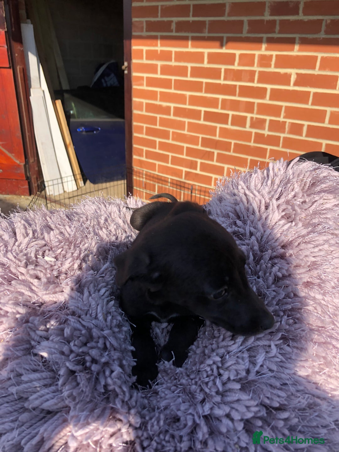 Mixed Breed dogs for sale: BEDDIPOO pups 1/2 bedlington 1/2 poodle  - Image 7
