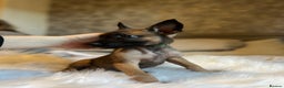 Belgian Shepherd Dog dogs for sale: Belgian Malinois Puppies - Advert 9