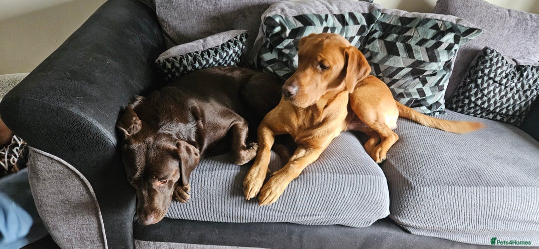 Labrador Retriever dogs for sale: Black labrador puppies - Advert 11